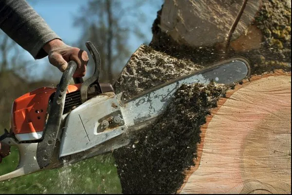 Barrier Islands Tree Service Logo