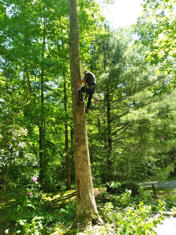 Top-rated yard cleanup service experts serving Newport, TN - Barrington Landscaping