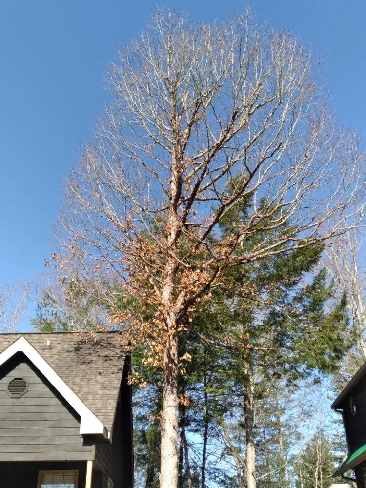 Affordable landscape installation for year-round maintenance across Newport, TN - Barrington Landscaping