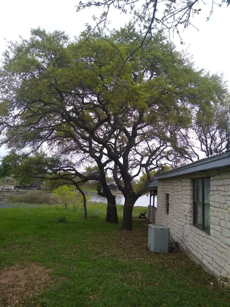 Expert lawn care service for outdoor upgrades across Burnet, TX - Barrios Bro's Landscaping