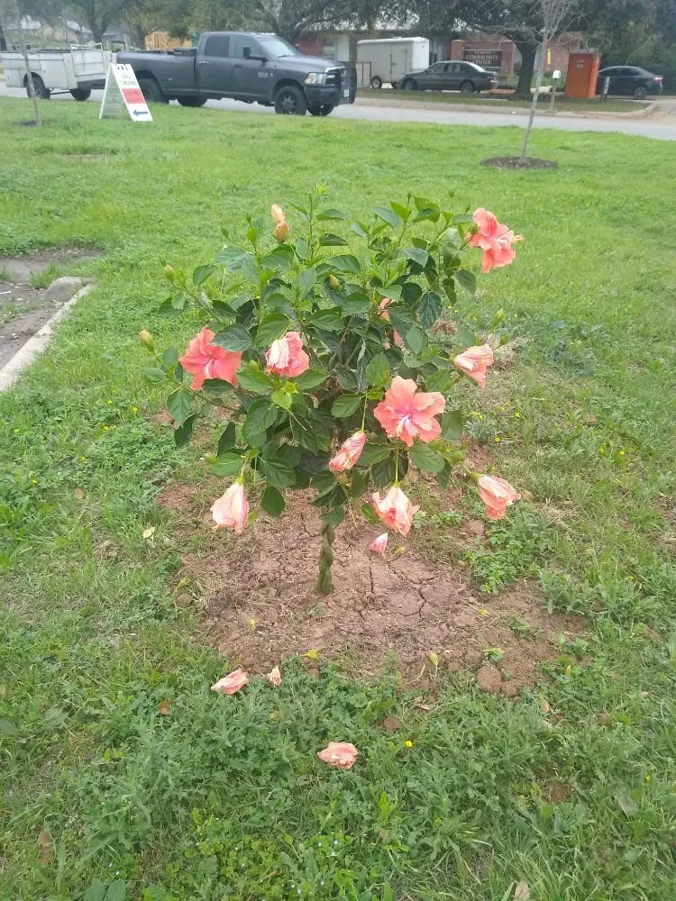 Expert lawn care service experts serving Burnet, TX - Barrios Bro's Landscaping