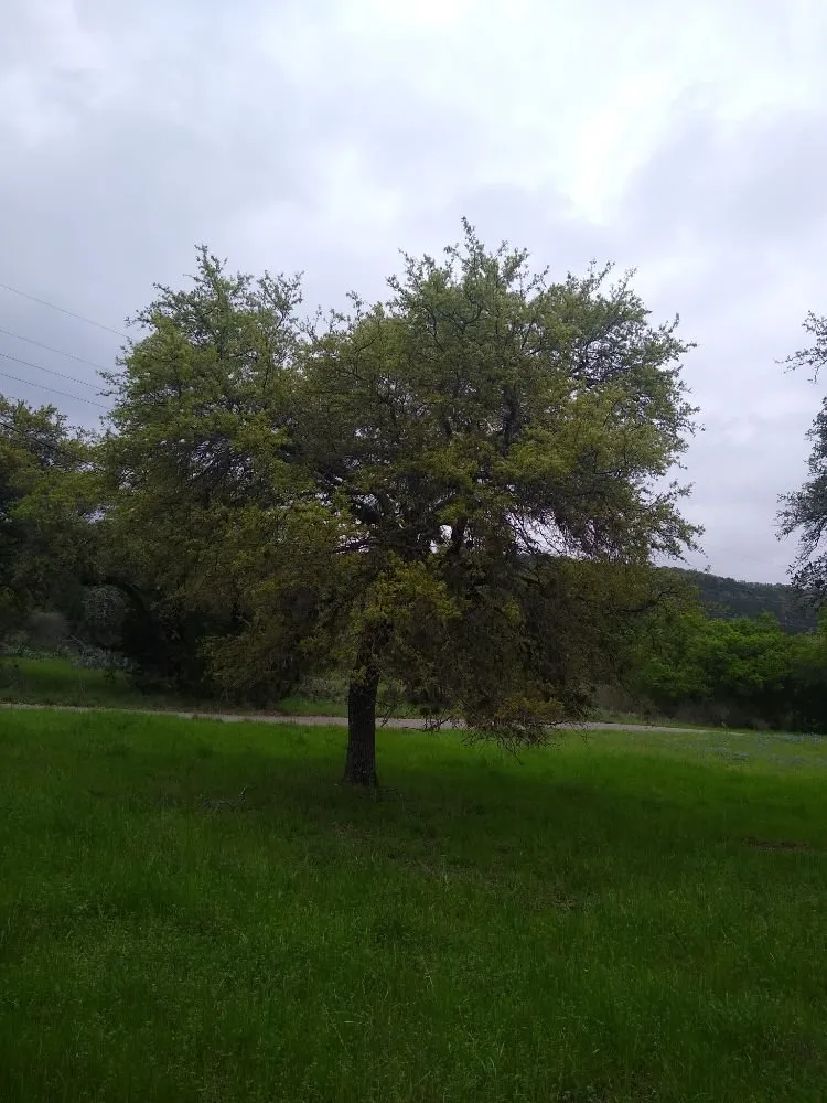 Trusted landscape installation for residential properties in Burnet, TX by Barrios Bro's Landscaping