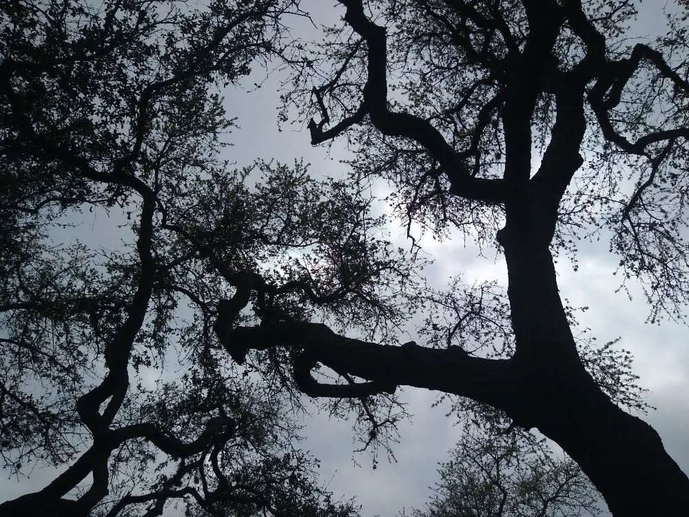 Expert landscape installation in Burnet, TX by Barrios Bro's Landscaping