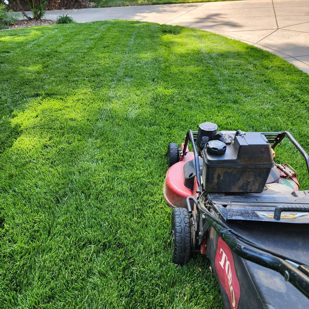 Trusted yard cleanup service in Sacramento, CA by Barrios Garden Service