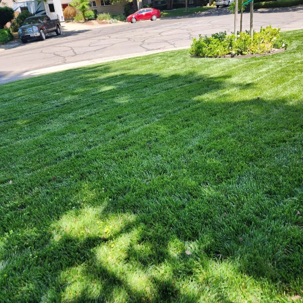 Top-rated lawn mowing service for year-round maintenance in Sacramento, CA by Barrios Garden Service