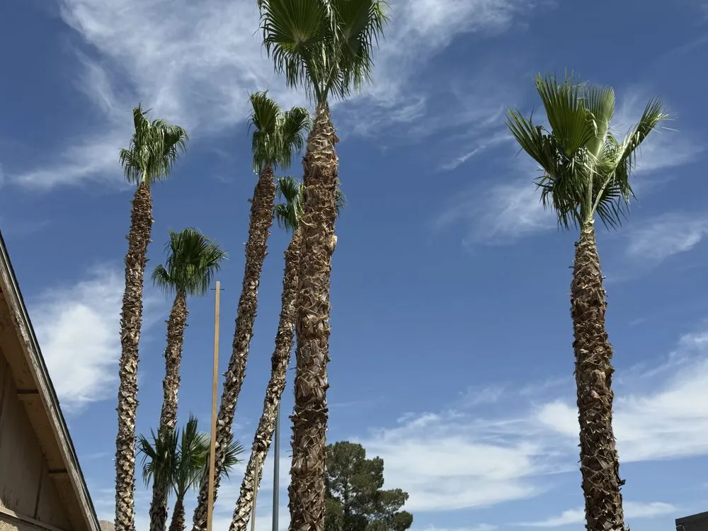 Expert residential landscaping experts serving Las Vegas, NV - Barrios Services