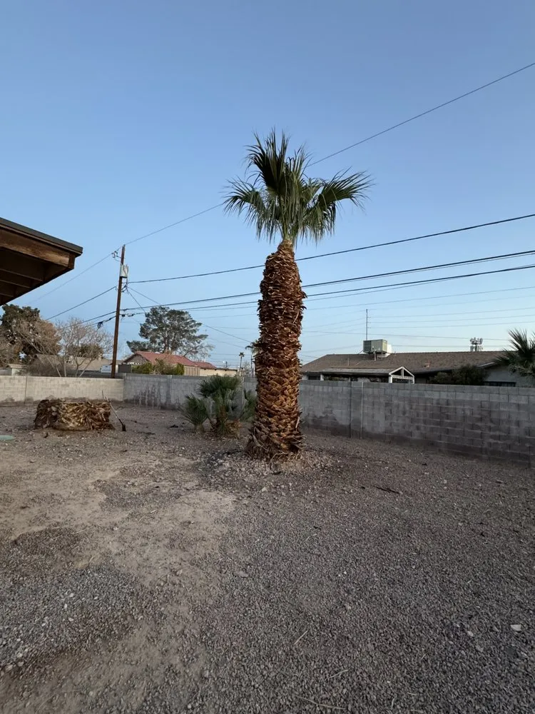 Trusted yard maintenance in Las Vegas, NV by Barrios Services