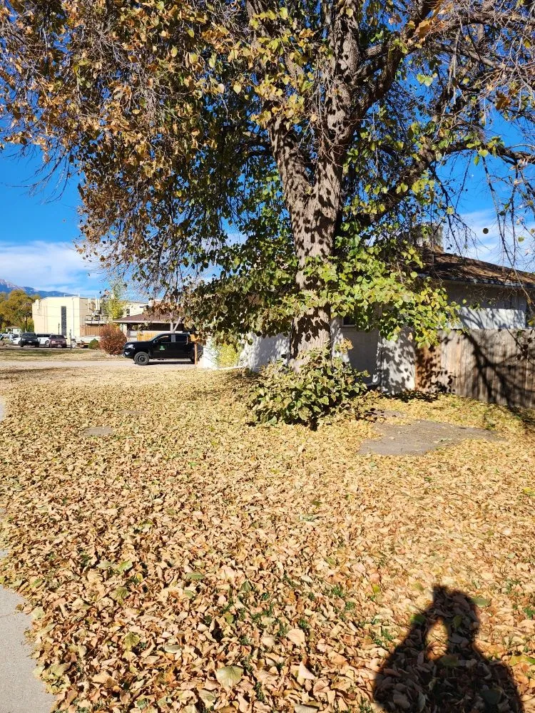 Top-rated yard cleanup service for beautiful yards across Colorado Springs, CO - Barron Landscape