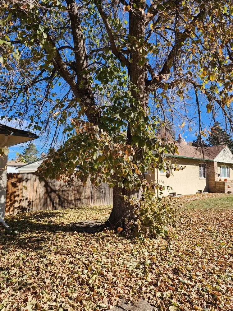 Expert residential landscaping for homes across Colorado Springs, CO - Barron Landscape