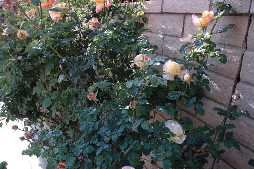 Affordable landscape installation with custom design across Parrish, FL - Barrons Gardening Service