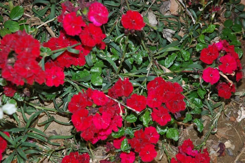 Expert residential landscaping experts serving Parrish, FL - Barrons Gardening Service