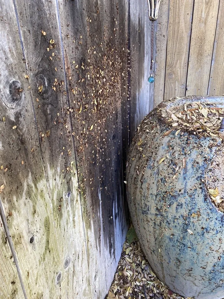 Professional landscaping services in Yuba City, CA by Barrow's Landscaping