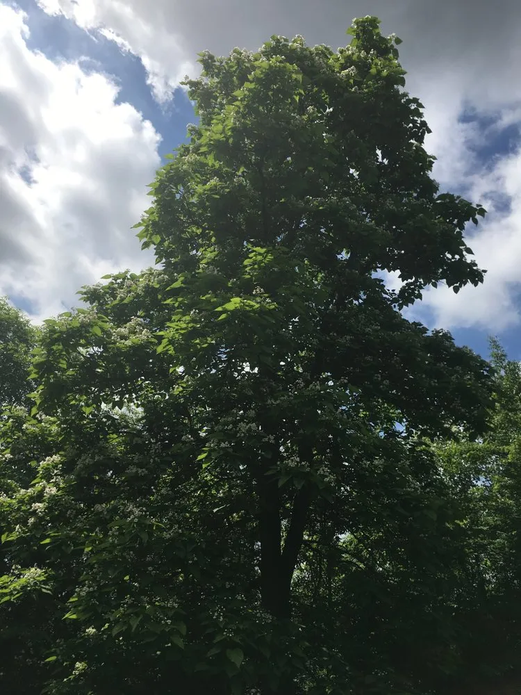 Affordable lawn mowing service in Cincinnati, OH by Barry Kendall ISA Board Certified Master Arborist