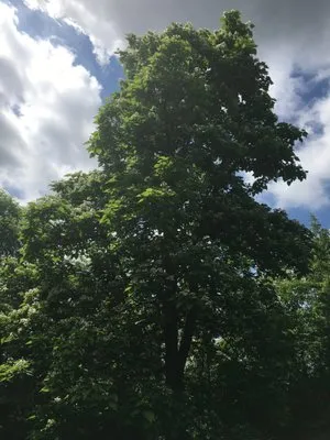 Barry Kendall ISA Board Certified Master Arborist Logo