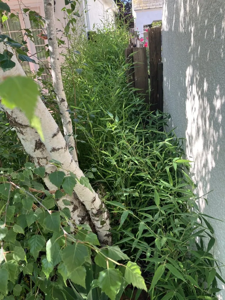 Top-rated landscape design in Los Angeles, CA - Bar's Tree Service & Landscape