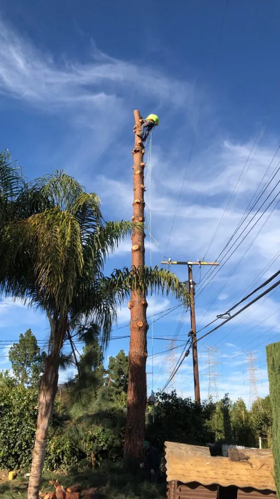 Affordable yard cleanup service in Los Angeles, CA by Bar's Tree Service & Landscape