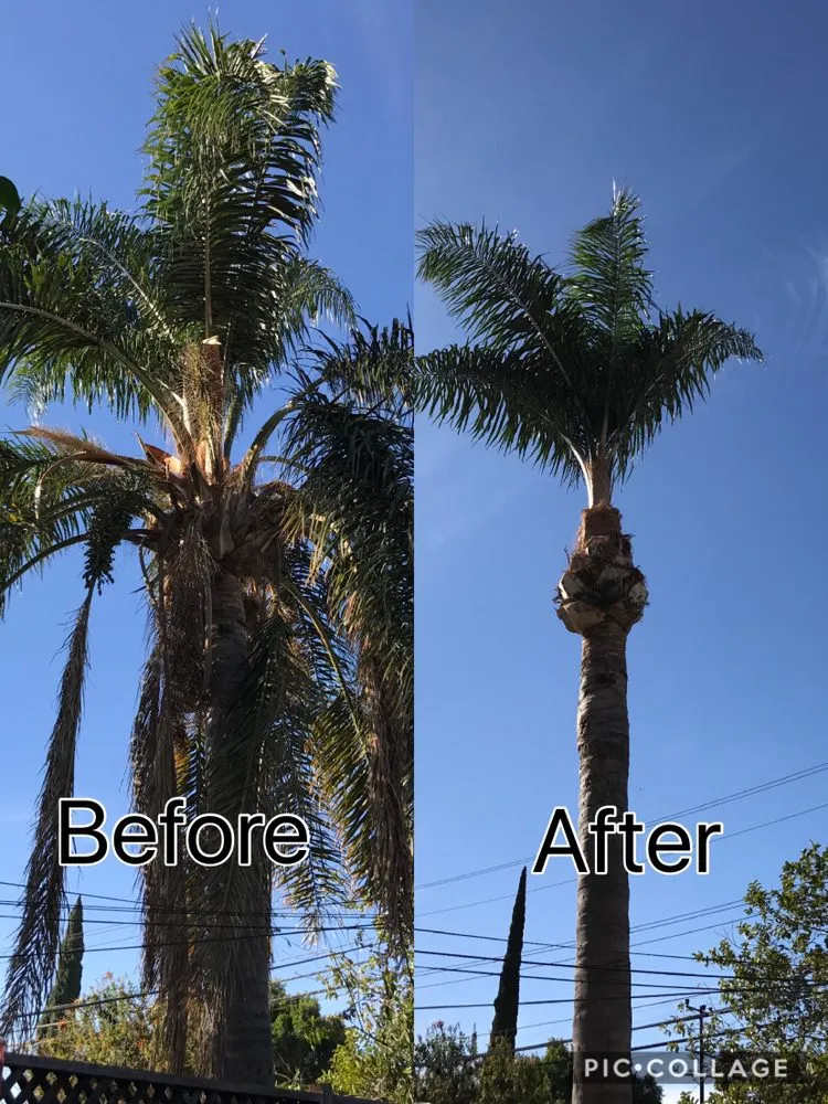 Professional residential landscaping in Los Angeles, CA - Bar's Tree Service & Landscape