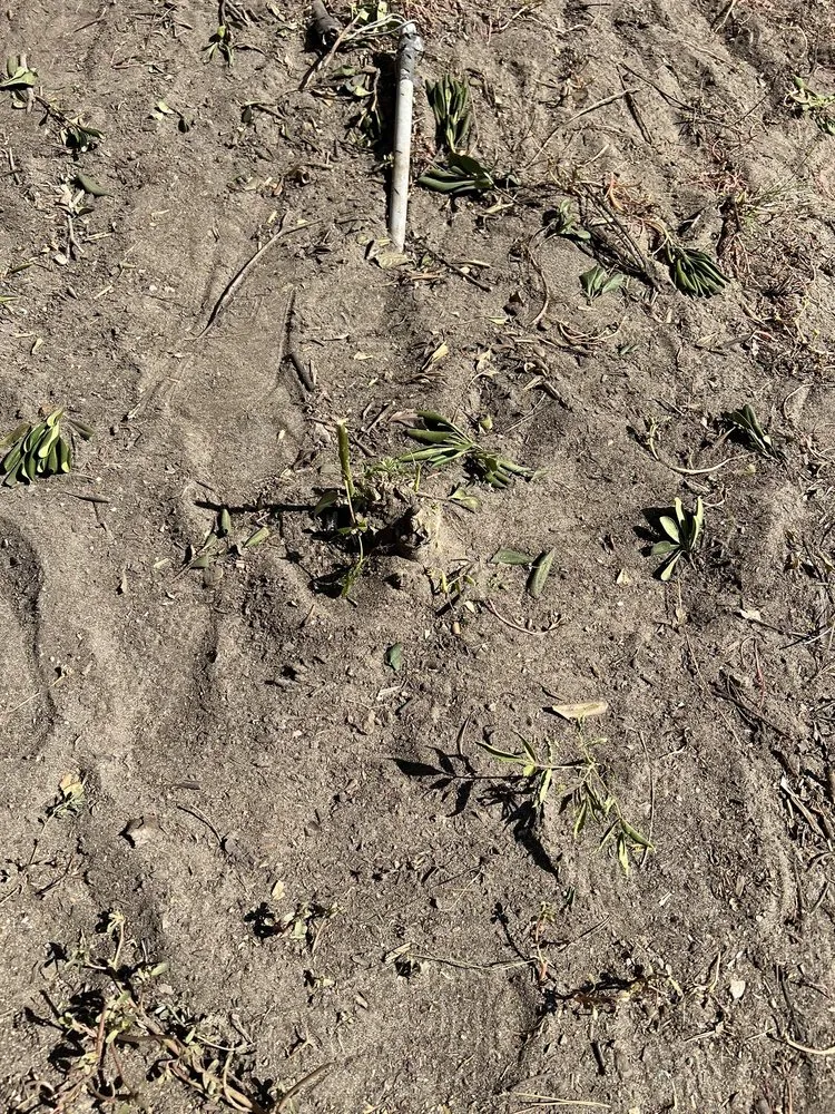 Expert lawn care service experts serving Los Angeles, CA - Bar's Tree Service & Landscape