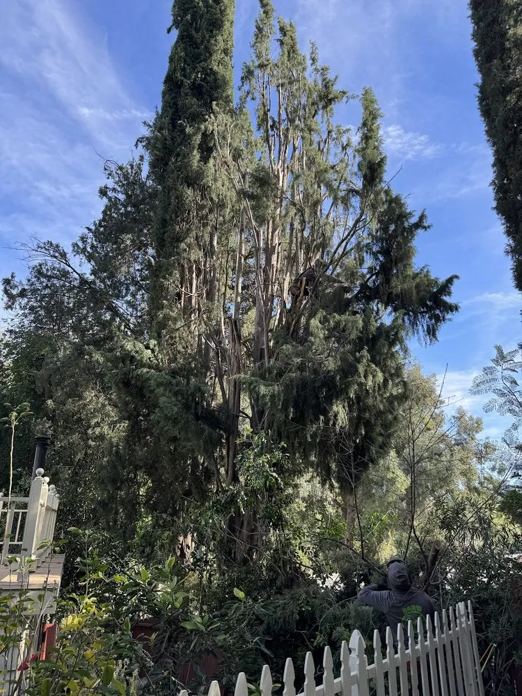 Affordable garden landscaping in Los Angeles, CA - Bar's Tree Service & Landscape