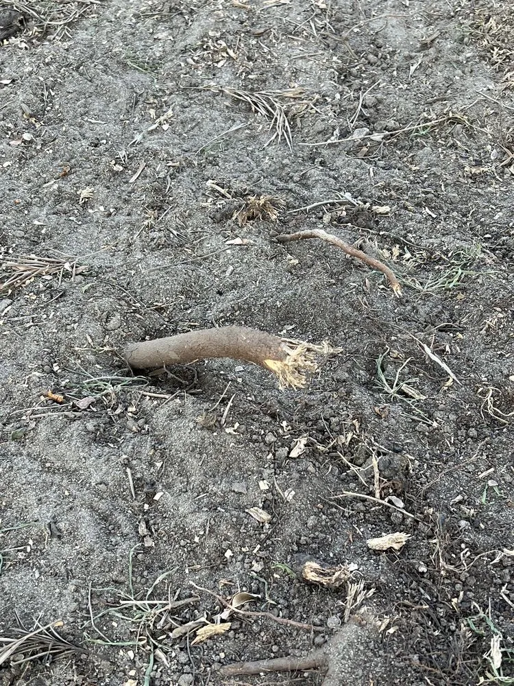 Reliable yard cleanup service experts serving Los Angeles, CA - Bar's Tree Service & Landscape