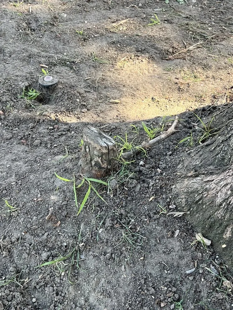 Custom residential landscaping in Los Angeles, CA - Bar's Tree Service & Landscape