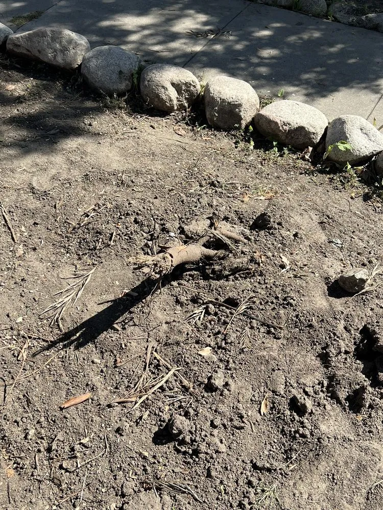 Reliable landscaping services experts serving Los Angeles, CA - Bar's Tree Service & Landscape