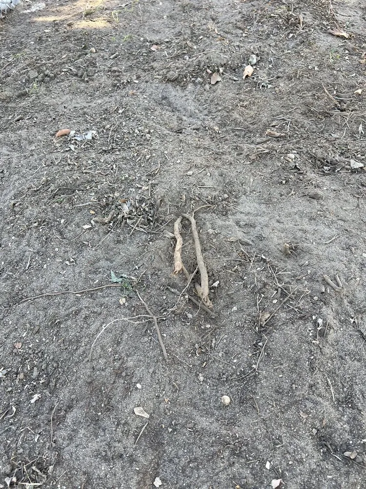 Affordable landscape installation for outdoor upgrades in Los Angeles, CA by Bar's Tree Service & Landscape