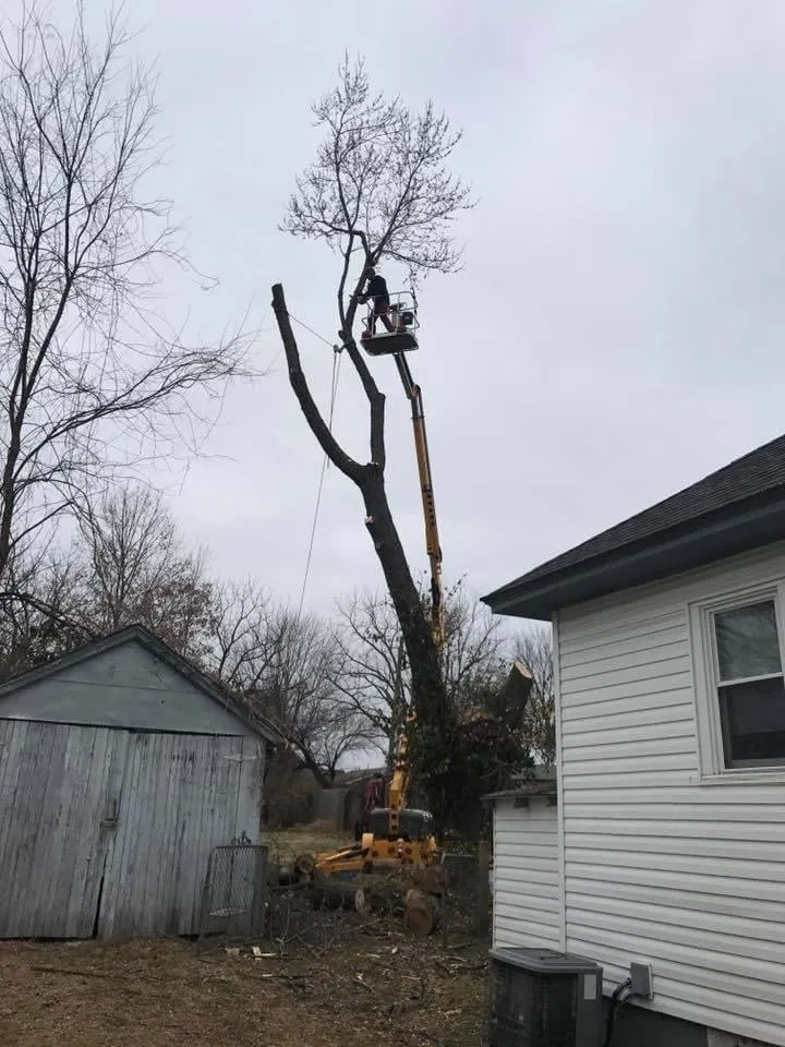 Expert yard cleanup service experts serving Springfield, MO - Barth Tree & Stump
