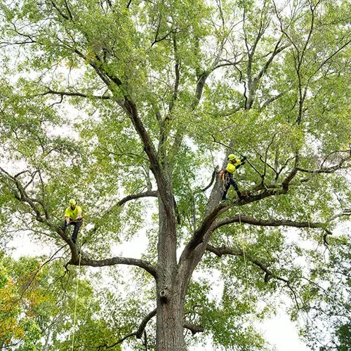 Professional yard maintenance near you across Aiken, SC - Bartlett Tree Experts - Aiken, SC