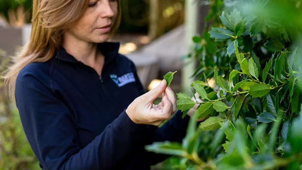 Reliable landscape installation experts serving Chesapeake, VA - Bartlett Tree Experts