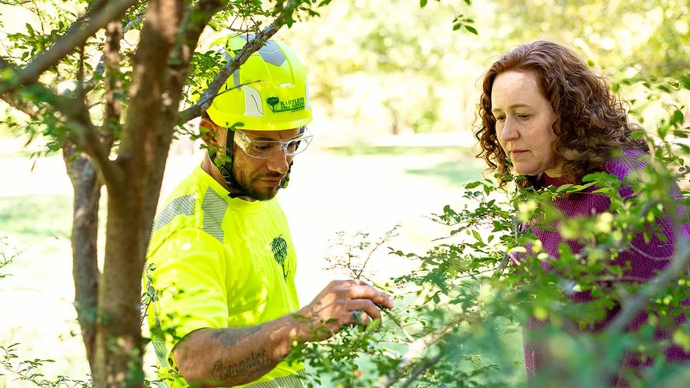 Trusted yard cleanup service in Chesapeake, VA by Bartlett Tree Experts