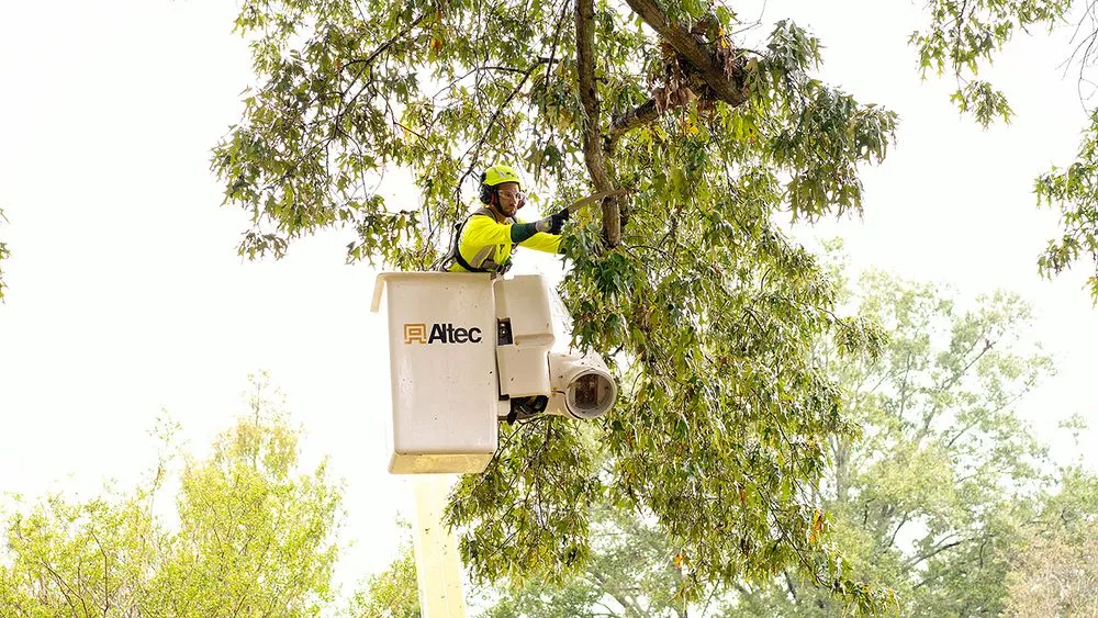 Trusted yard cleanup service for residential properties in Chesapeake, VA by Bartlett Tree Experts