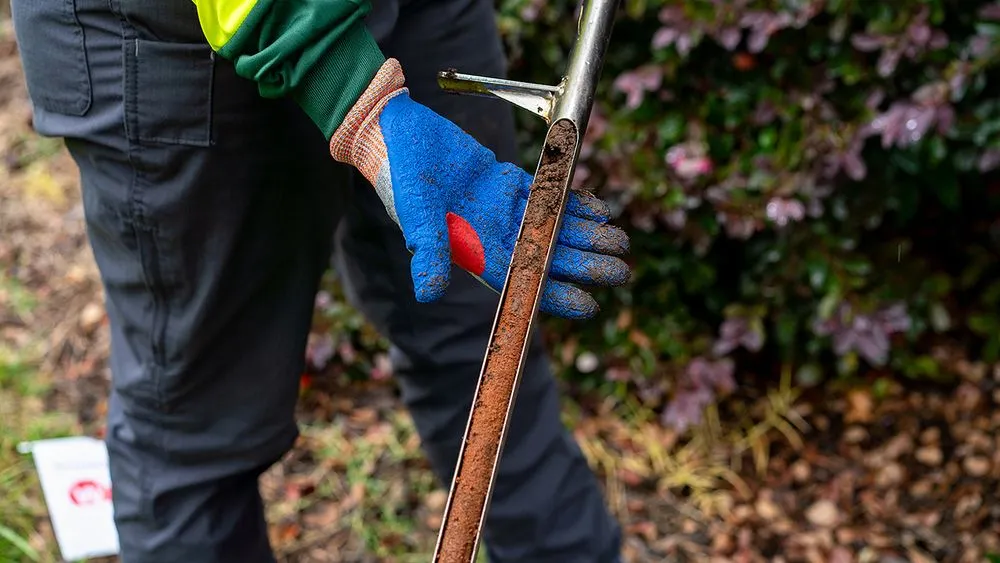 Trusted yard cleanup service in Chesapeake, VA - Bartlett Tree Experts