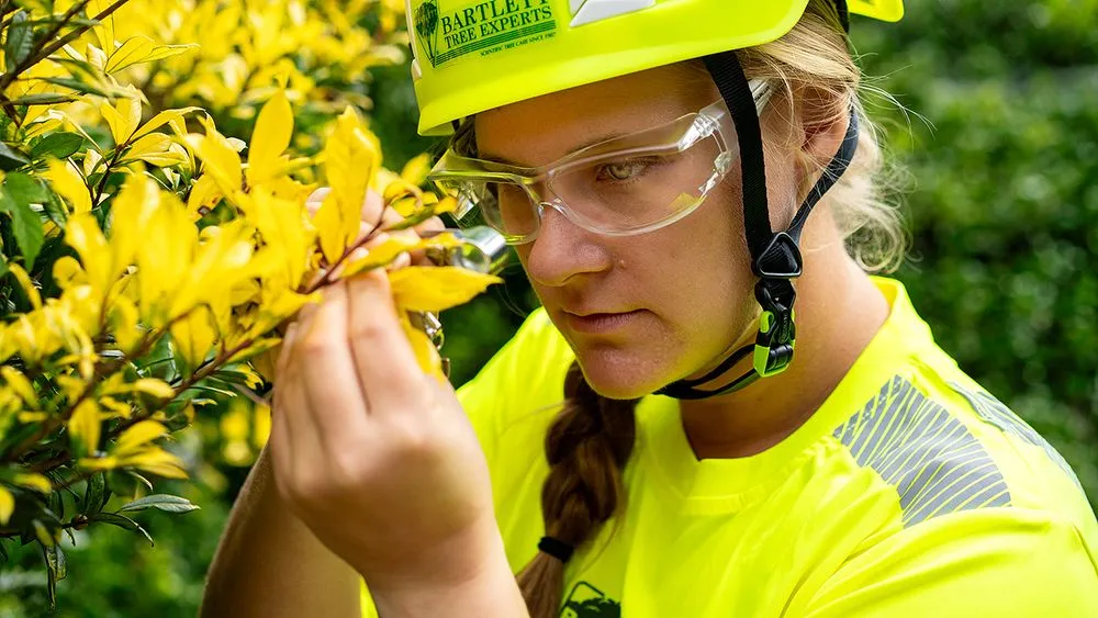 Trusted outdoor landscaping for homes in Tampa, FL by Bartlett Tree Experts