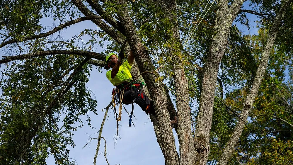 Reliable landscape installation experts serving Tampa, FL - Bartlett Tree Experts