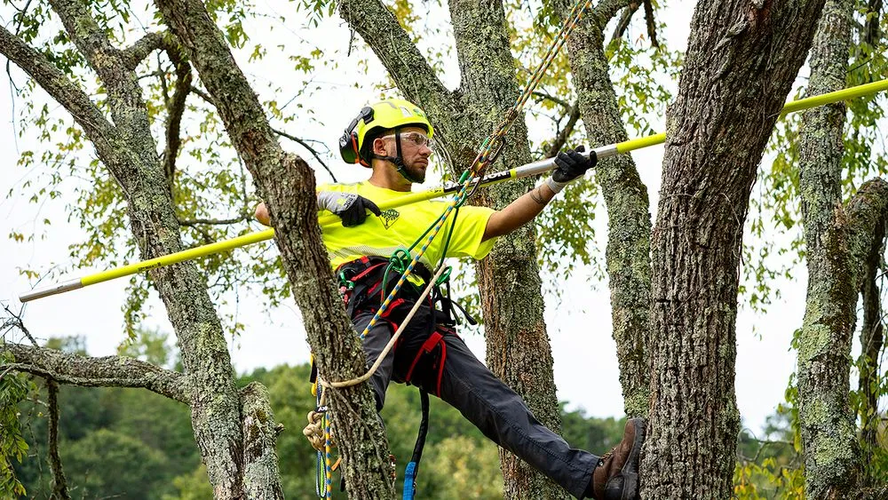 Expert landscaping services experts serving Tampa, FL - Bartlett Tree Experts