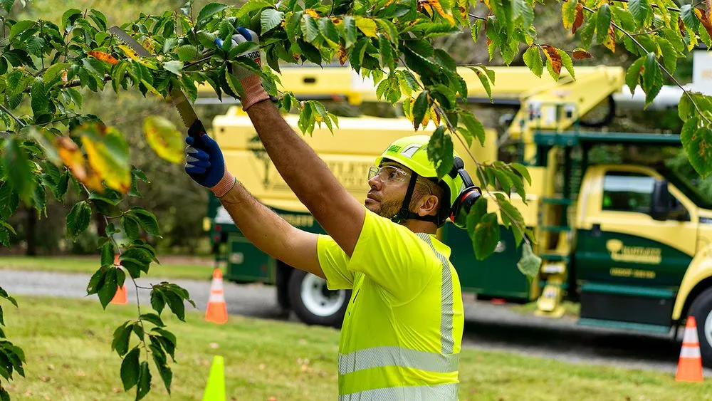 Trusted lawn care service for year-round maintenance across Tampa, FL - Bartlett Tree Experts