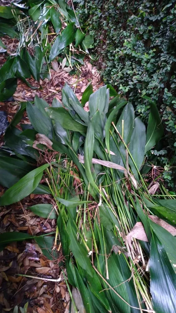 Local lawn mowing service in Montgomery, AL by Bartolon Landscaping & Tree Service