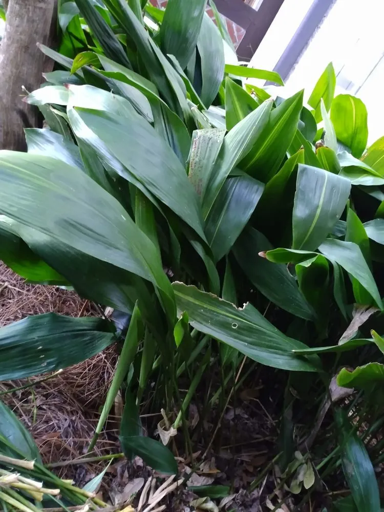 Trusted residential landscaping for beautiful yards across Montgomery, AL - Bartolon Landscaping & Tree Service