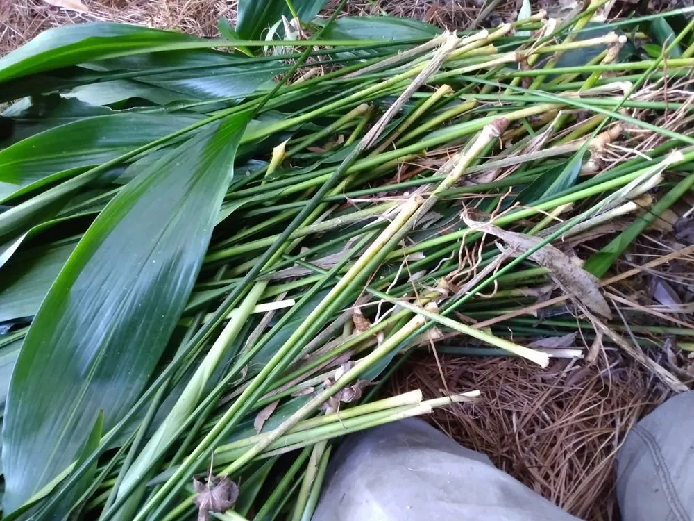 Affordable landscape installation experts serving Montgomery, AL - Bartolon Landscaping & Tree Service