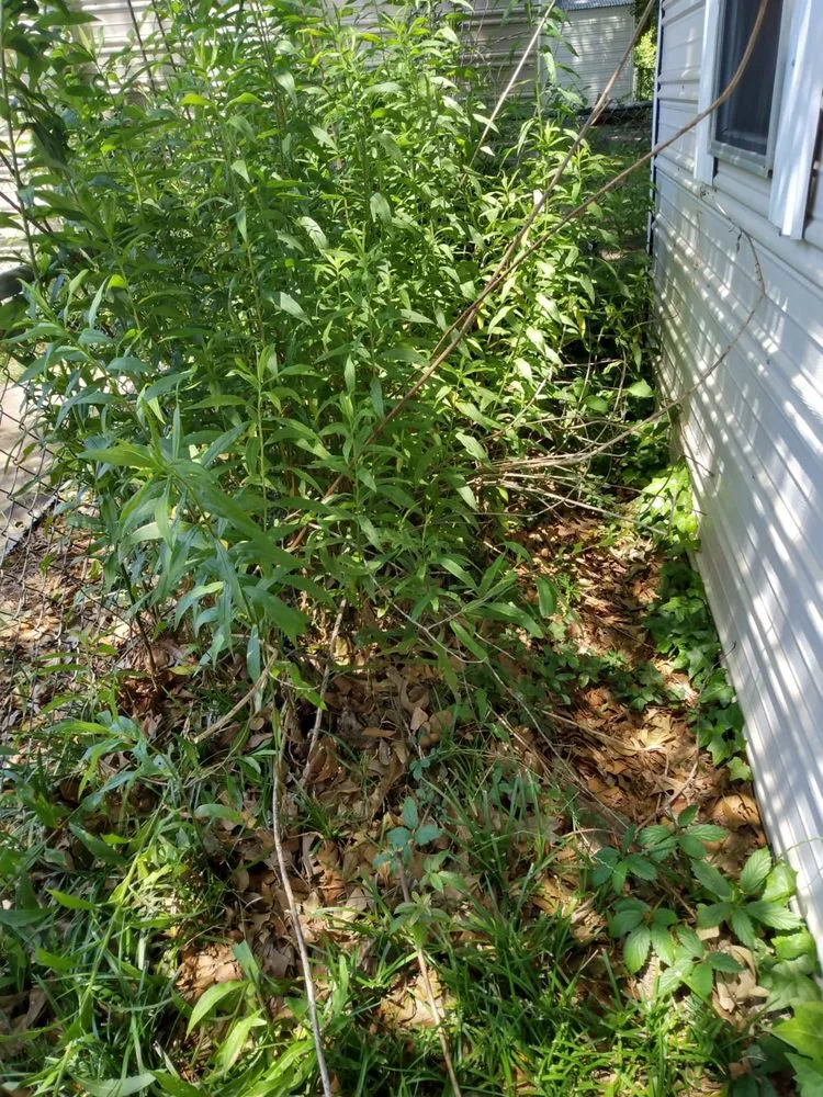 Trusted residential landscaping in Montgomery, AL by Bartolon Landscaping & Tree Service