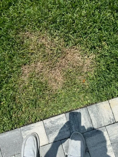 Expert lawn care service in Ormond Beach, FL - Barton & Barton