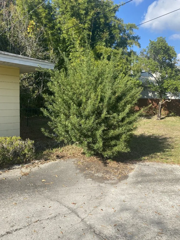 Professional yard maintenance for year-round maintenance in Tampa, FL by Barton Landscape