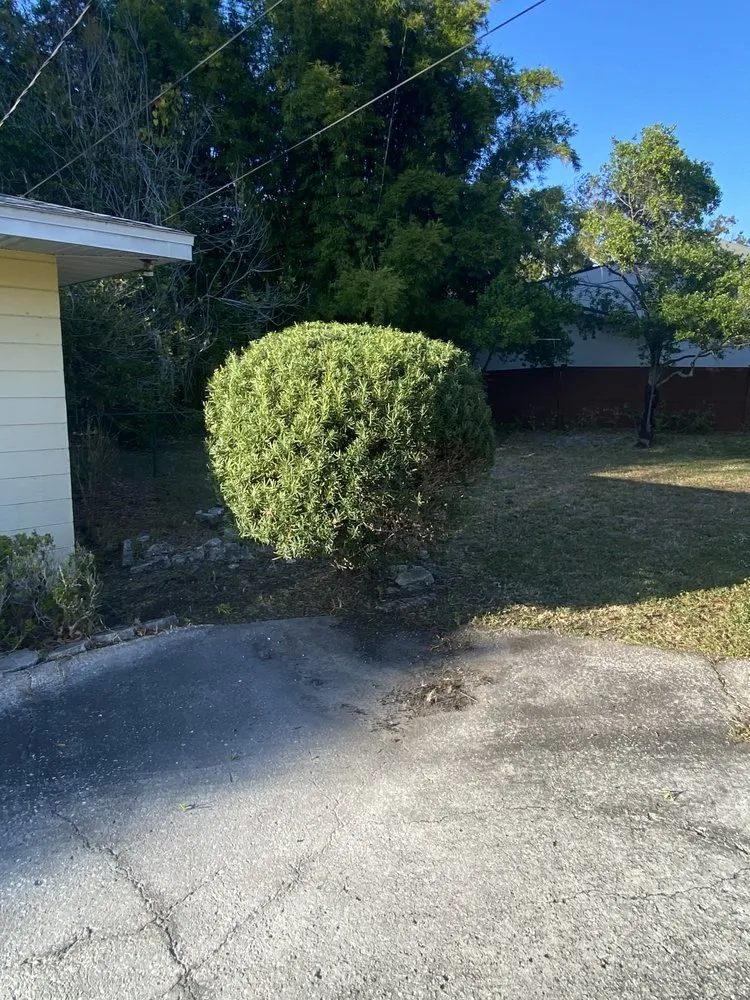 Top-rated yard maintenance in Tampa, FL - Barton Landscape