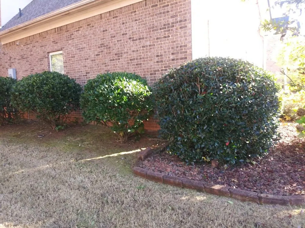 Trusted landscape design in Stockbridge, GA by Basic Lawn Service