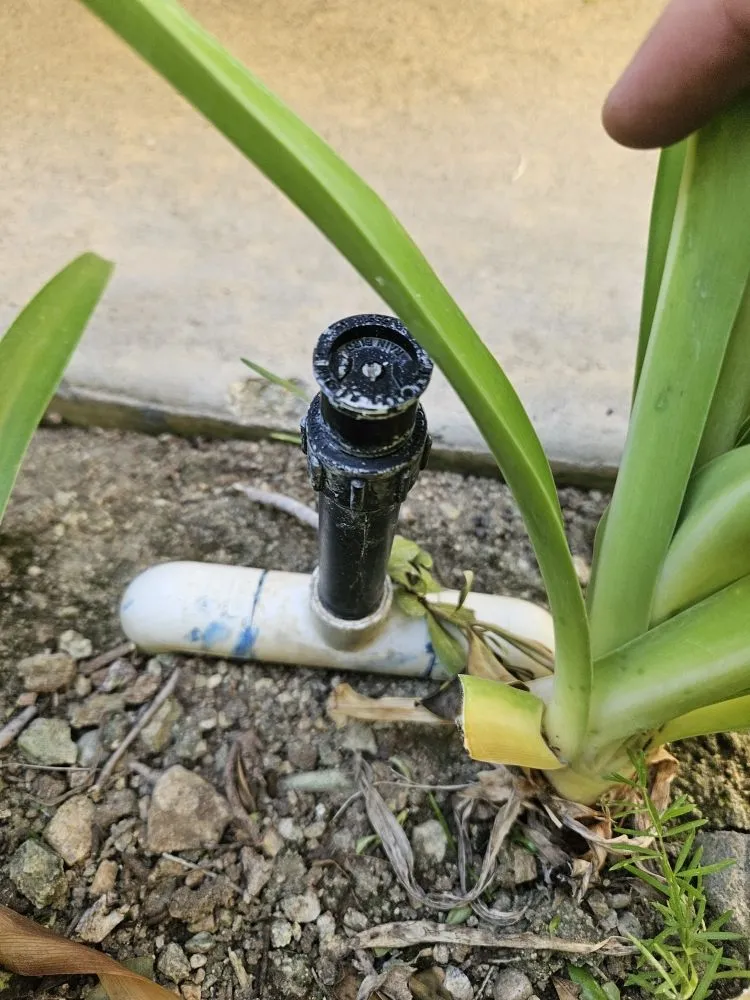 Local residential landscaping near you in Rosemead, CA by Basic Yard Care