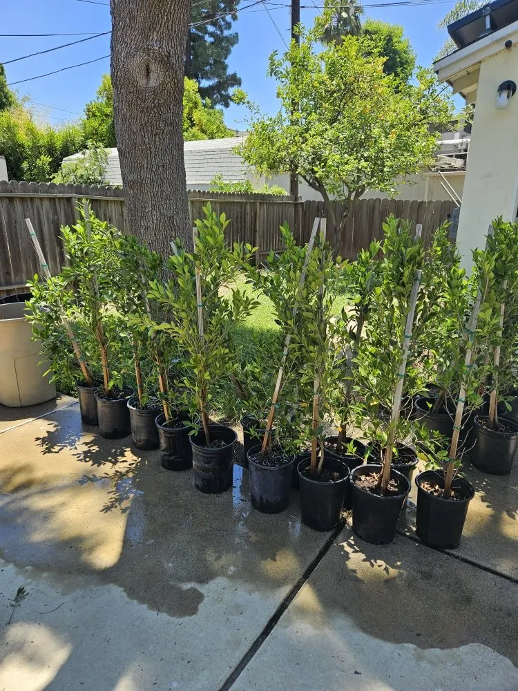 Local landscape installation for beautiful yards in Rosemead, CA by Basic Yard Care