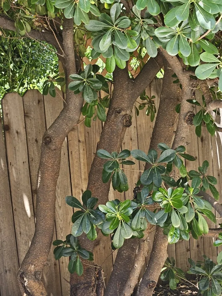 Local outdoor landscaping in Rosemead, CA - Basic Yard Care