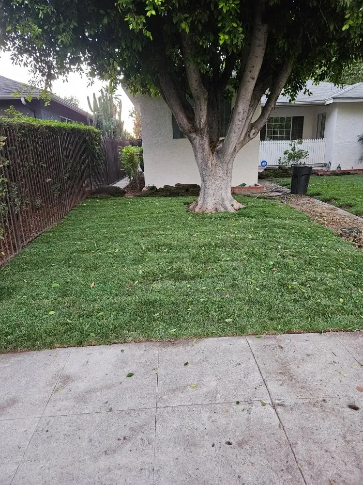 Trusted yard cleanup service in Rosemead, CA by Basic Yard Care