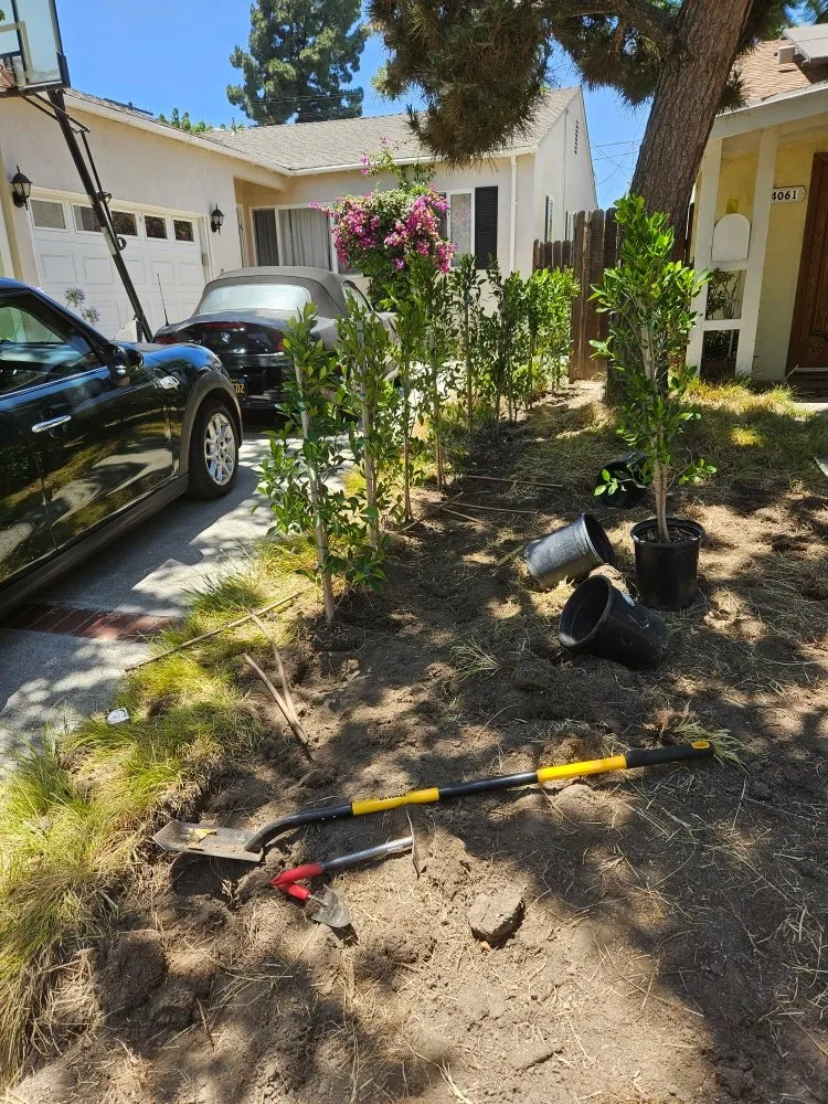 Expert yard cleanup service for beautiful yards across Rosemead, CA - Basic Yard Care